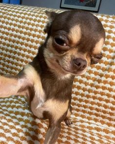 a small chihuahua dog sitting on top of a couch next to a wall with pictures