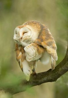 an owl sitting on top of a tree branch with the caption fear is the path to the mouse side