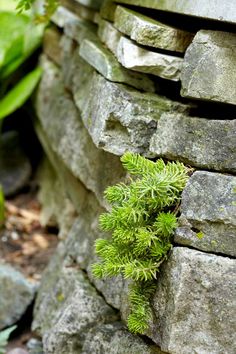 a green plant growing out of the side of a stone wall