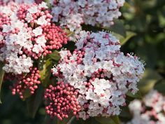 white and pink flowers with green leaves in the background