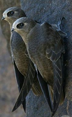 two birds perched on the side of a rock