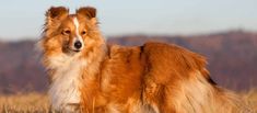 a brown and white dog standing on top of a grass covered field