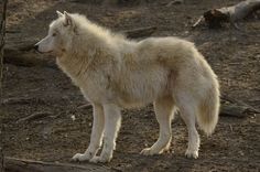 a white wolf standing on top of a dirt field