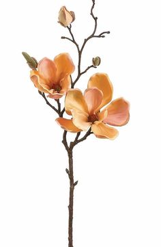 Flowers Magnolia, Freesia Flowers, Magnolia Branch, Spring Wedding Bouquets, Artificial Plants Indoor, Artificial Plants Outdoor, Drawing Flowers, Illustration Botanique, Silk Flowers Wedding