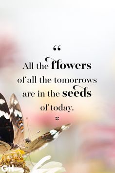 a butterfly sitting on top of a flower with a quote above it that says, all the flowers of all the tomorrows are in the seeds of today