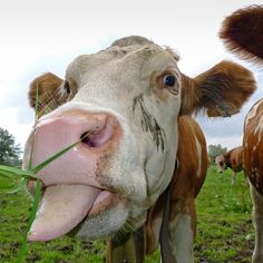 a cow sticking its tongue out while standing in a field