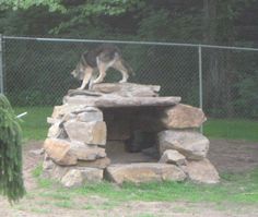 a dog standing on top of a pile of rocks next to a chain link fence