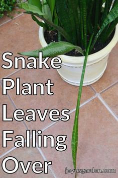 snake plant leaves falling over in a pot on the ground with text that reads, snake plant leaves falling over