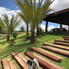 a dog is standing on some steps in the grass near palm trees and a gazebo