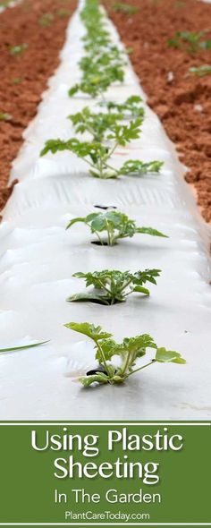 rows of plants growing in the ground with text overlay reading using plastic sheeting in the garden