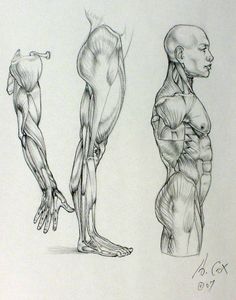 three different views of the human body