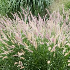 some very pretty pink flowers in the grass