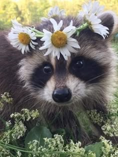 a raccoon with daisies on its head standing in the middle of flowers