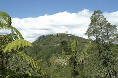 a lush green forest filled with lots of trees under a blue sky covered in clouds