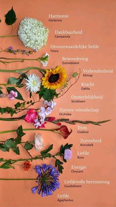 flowers are arranged on an orange background with the names of them in english and german