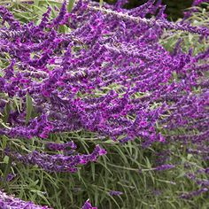 purple flowers are blooming in the garden