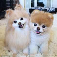 two small dogs sitting on top of a rug