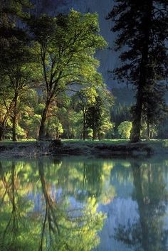 the trees are reflected in the still water