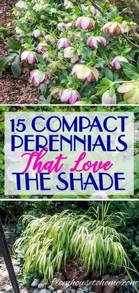 a sign that says 15 compact perennials that love the shade