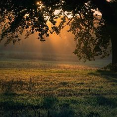 the sun is shining through the trees in the field