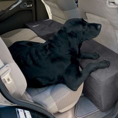 a black dog sitting in the back seat of a car