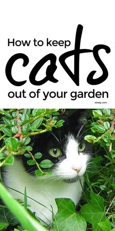 a black and white cat hiding in the bushes with text overlay reading how to keep cats out of your garden