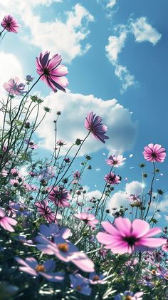 pink daisies and blue sky with clouds in the background