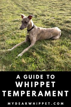 a whippet dog laying in the grass with text overlay reading a guide to whippet tempernment