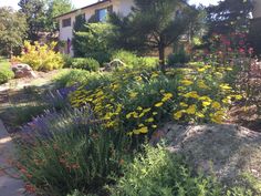 the garden is full of colorful flowers and plants, including wildflowers in bloom