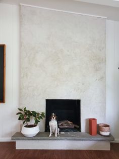 a dog sitting in front of a fireplace with a potted plant on the mantle