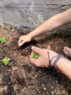 two hands reaching for some plants in the dirt