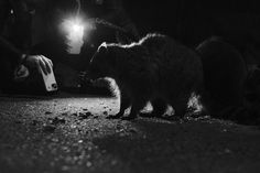 a black and white photo of a small animal on the ground with people in the background