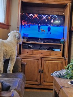 a white dog standing on top of a couch in front of a flat screen tv