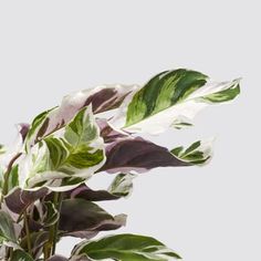 a potted plant with white and green leaves