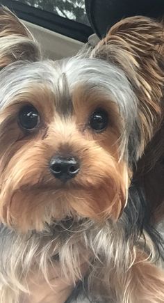 a small dog sitting in the back seat of a car with it's head turned to the side