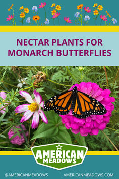 Monarch Butterfly sips nectar from a beautiful pink zinnia in a wildflower garden.