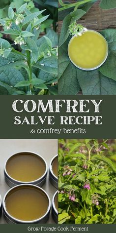 Comfrey Medicinal Uses, Wound Healing Salve, Comfrey Soap Recipe, Comphrey Salve Recipes, Herbs For Healing Wounds, Comfrey Leaf Benefits, How To Use Comfrey, Sage Salve Recipe, Comphrey Uses