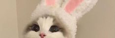 a white cat wearing a bunny costume with big blue eyes and pink ears on it's head