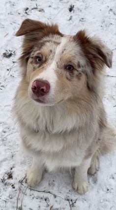 a brown and white dog sitting in the snow