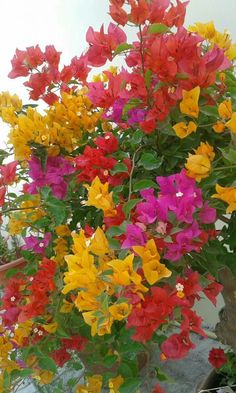 colorful flowers are growing in a pot outside