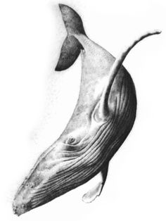 a black and white drawing of a whale