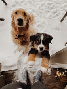 two dogs standing next to each other in the snow with their paws on top of them