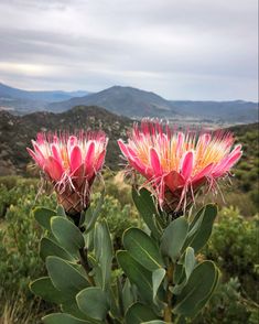 two pink flowers with green leaves in the foreground and mountains in the distance behind them