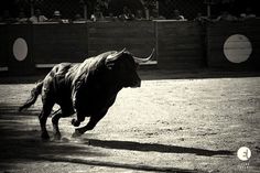 a black and white photo of a bull in an arena