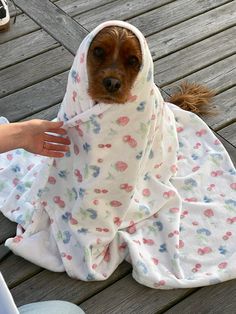 a small dog wrapped in a blanket on a wooden deck with someone's hand