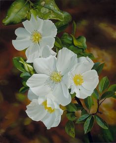 three white flowers with green leaves on them