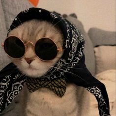 a cat wearing sunglasses and a scarf around its neck