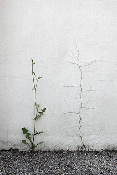 a plant growing out of the ground next to a white wall with cracks in it