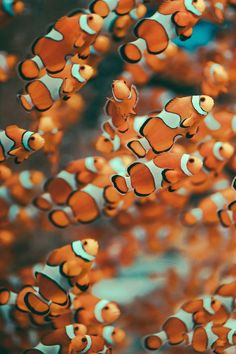 an image of clown fish swimming in the water