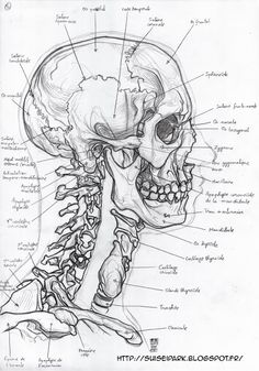 a diagram of the human head and neck, with labels on each side of it